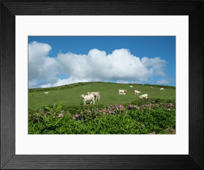 Framed Print : White cows grazing in a green field under a blue sky with white clouds and hydrangea plants in the foreground, Flores island, Azores islands, Portugal, Atlantic, Europe Framed Print : White cows grazing in a green field under a blue sky with white clouds and hydrangea plants in the foreground, Flores island, Azores islands, Portugal, Atlantic, Europe