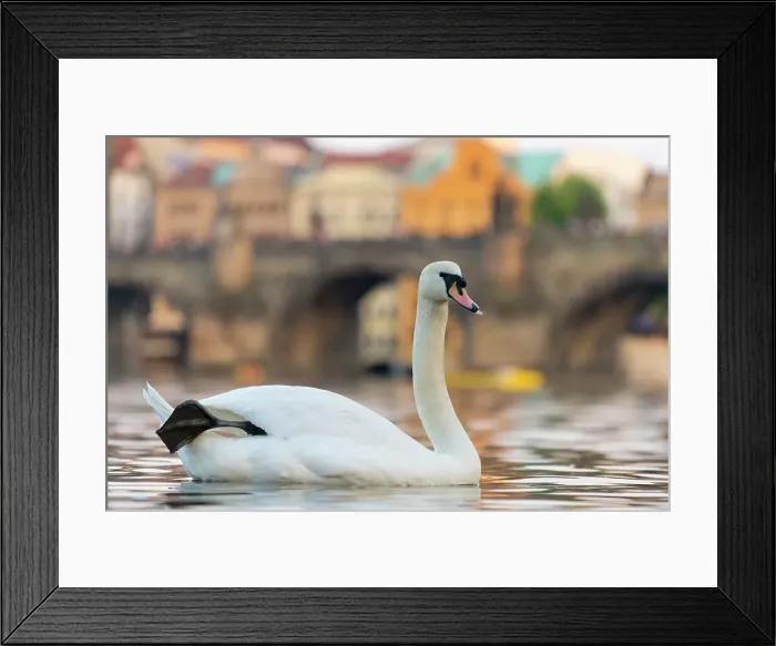 Framed Print : Swan with Charles Bridge in background, Prague, Czech Republic (Czechia), Europe