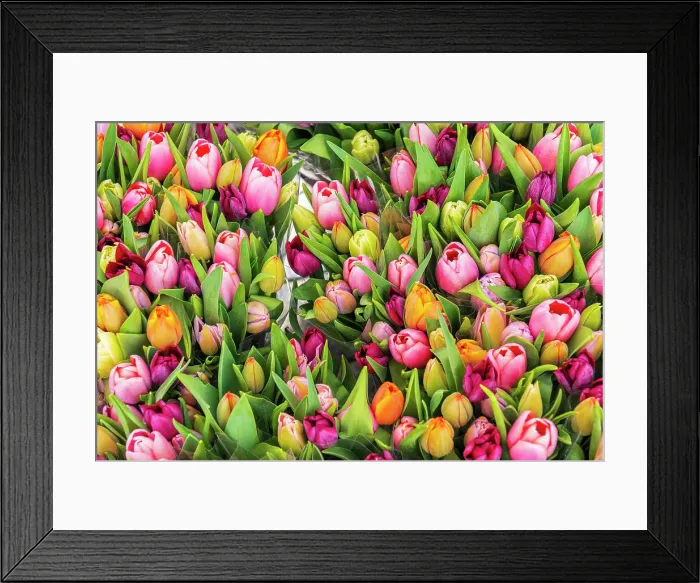 Framed Print : Colourful fresh tulips on sale in flower market, Amsterdam, Netherlands, Europe Framed Print : Colourful fresh tulips on sale in flower market, Amsterdam, Netherlands, Europe