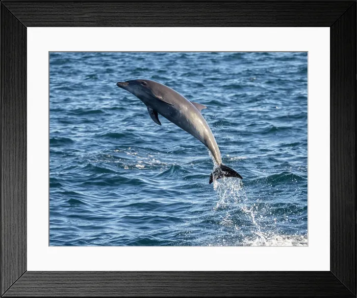 Framed Print : Adult common bottlenose dolphin (Tursiops truncatus), leaping off Isla San Jose, Baja California Sur, Mexico, North America Framed Print : Adult common bottlenose dolphin (Tursiops truncatus), leaping off Isla San Jose, Baja California Sur, Mexico, North America
