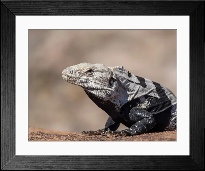 Framed Print : Adult spiny-tailed iguana (Ctenosaura conspicuosa), basking in the sun, Isla San Esteban, Baja California, Mexico, North America Framed Print : Adult spiny-tailed iguana (Ctenosaura conspicuosa), basking in the sun, Isla San Esteban, Baja California, Mexico, North America
