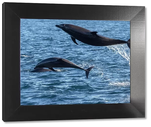 Adult common bottlenose dolphins (Tursiops truncatus), leaping off Isla San Jose, Baja California Sur, Mexico, North America