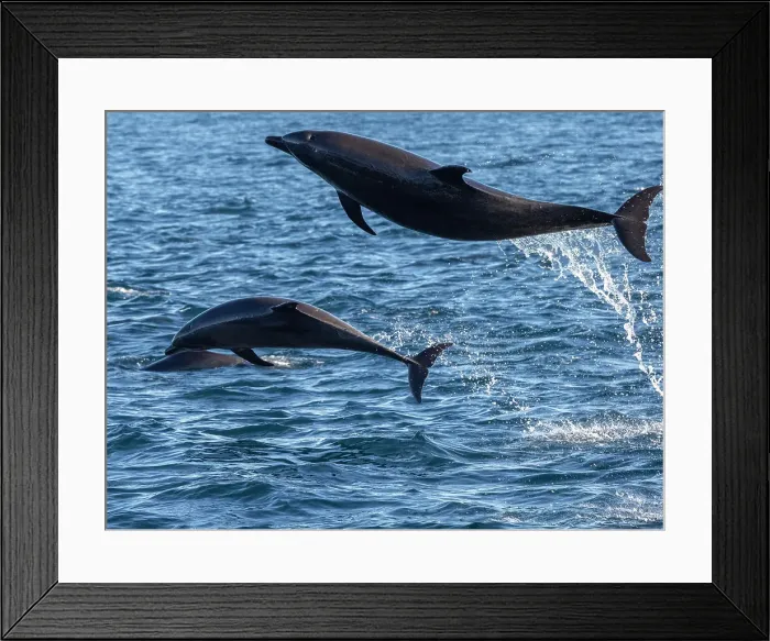 Framed Print : Adult common bottlenose dolphins (Tursiops truncatus), leaping off Isla San Jose, Baja California Sur, Mexico, North America Framed Print : Adult common bottlenose dolphins (Tursiops truncatus), leaping off Isla San Jose, Baja California Sur, Mexico, North America