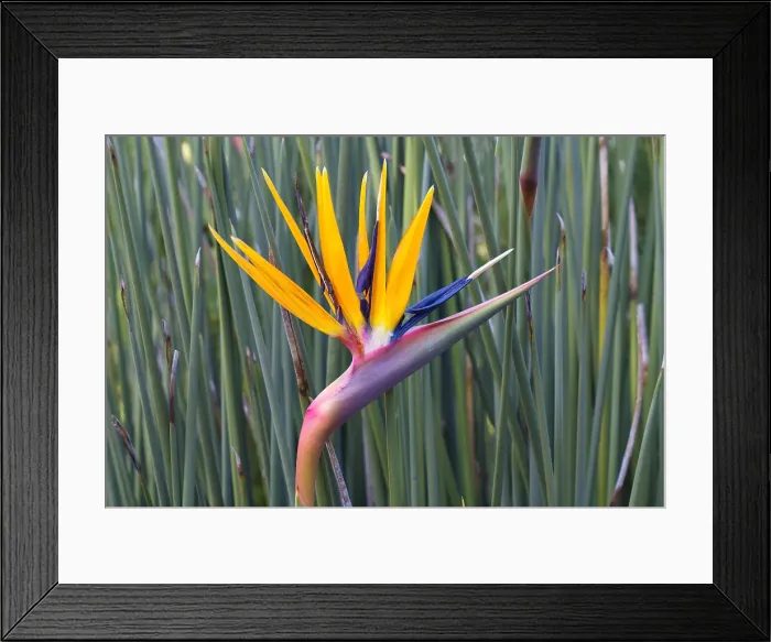 Framed Print : Bird of Paradise flower (Strelitzia reginae), Kirstenbosch, Cape Town, South Africa, Africa Framed Print : Bird of Paradise flower (Strelitzia reginae), Kirstenbosch, Cape Town, South Africa, Africa