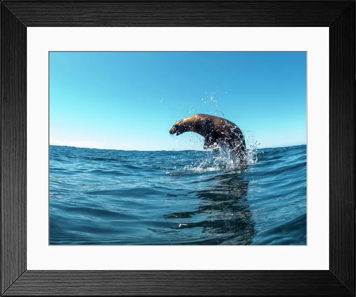 Framed Print : Excited California sea lion (Zalophus californianus), leaping from the water, Isla San Pedro Martir, Baja California, Mexico, North America Framed Print : Excited California sea lion (Zalophus californianus), leaping from the water, Isla San Pedro Martir, Baja California, Mexico, North America