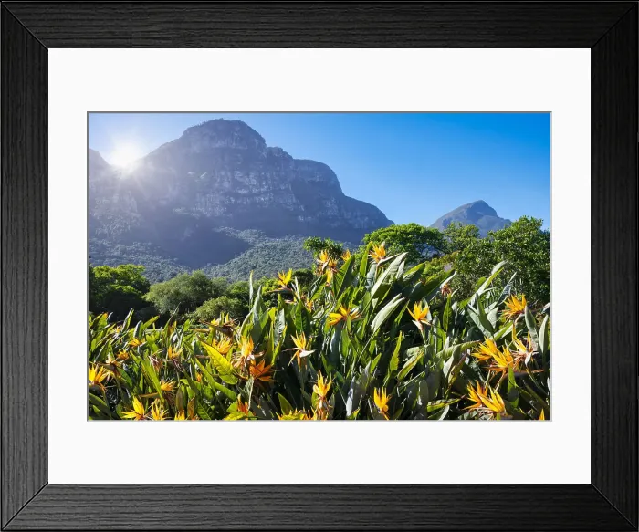 Framed Print : View of Kirstenbosch Botanical Garden, Cape Town, South Africa, Africa Framed Print : View of Kirstenbosch Botanical Garden, Cape Town, South Africa, Africa