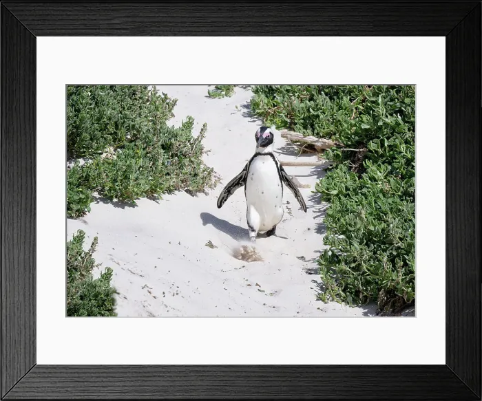 Framed Print : African Penguin (Spheniscus demersus) walking on sand at Boulder's Beach, Cape Town, South Africa, Africa Framed Print : African Penguin (Spheniscus demersus) walking on sand at Boulder's Beach, Cape Town, South Africa, Africa