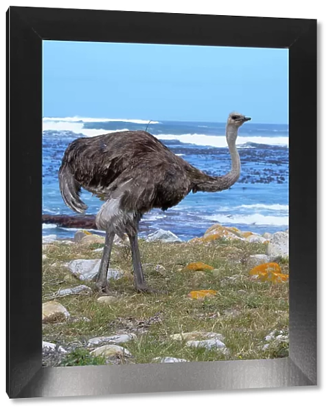 Female African ostrich (Struthio camelus australis) on the Atlantic Ocean shore, Cape of Good Hope, Cape Town, South Africa, Africa