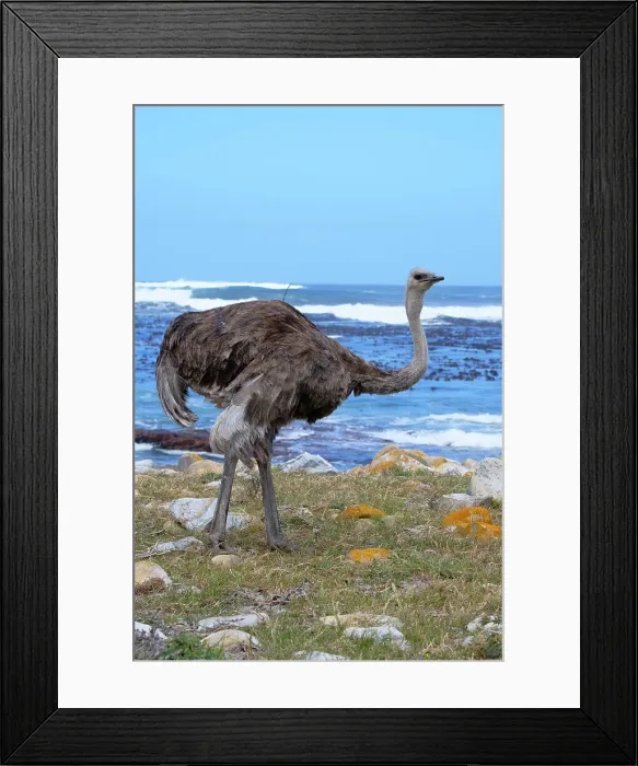Framed Print : Female African ostrich (Struthio camelus australis) on the Atlantic Ocean shore, Cape of Good Hope, Cape Town, South Africa, Africa Framed Print : Female African ostrich (Struthio camelus australis) on the Atlantic Ocean shore, Cape of Good Hope, Cape Town, South Africa, Africa