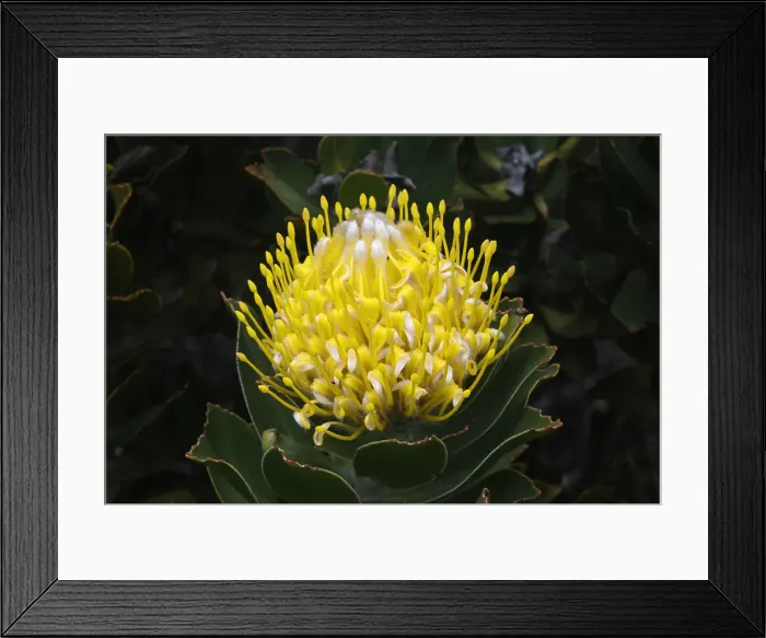 Framed Print : Blooming Pincushion Protea (Leucospermum species), Table Mountain National Park, Cape Town, South Africa, Africa Framed Print : Blooming Pincushion Protea (Leucospermum species), Table Mountain National Park, Cape Town, South Africa, Africa