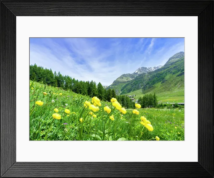 Framed Print : Yellow buttercup flowers in bloom, Madesimo, Valle Spluga, Valtellina, Lombardy, Italy, Europe Framed Print : Yellow buttercup flowers in bloom, Madesimo, Valle Spluga, Valtellina, Lombardy, Italy, Europe