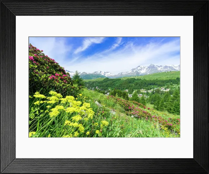 Framed Print : Multicolored flowers in summer, Madesimo, Valle Spluga, Valtellina, Lombardy, Italy, Europe Framed Print : Multicolored flowers in summer, Madesimo, Valle Spluga, Valtellina, Lombardy, Italy, Europe