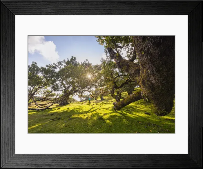 Framed Print : The majestic Fanal Forest on a spring day with a laurisilva trees and a person at sunset, Porto Moniz, Madeira, Portugal, Atlantic, Europe Framed Print : The majestic Fanal Forest on a spring day with a laurisilva trees and a person at sunset, Porto Moniz, Madeira, Portugal, Atlantic, Europe