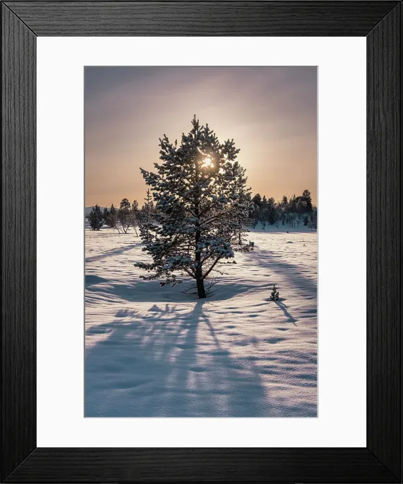 Framed Print : Norwegian Pine Tree high on the Finnmark Plateau in snow backlit by the sun at sunset in winter, Finnmark Plateau, Arctic Circle, Norway, Scandinavia, Europe Framed Print : Norwegian Pine Tree high on the Finnmark Plateau in snow backlit by the sun at sunset in winter, Finnmark Plateau, Arctic Circle, Norway, Scandinavia, Europe