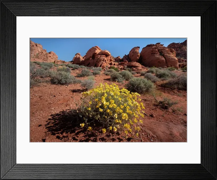 Framed Print : Whitestem Paperflower (Psilostrophe cooperi) (Cooper's Paperflower) (Paper Daisy) (Paper Flower), in desert environment, Valley of Fire State Park, Nevada, United States of America, North America Framed Print : Whitestem Paperflower (Psilostrophe cooperi) (Cooper's Paperflower) (Paper Daisy) (Paper Flower), in desert environment, Valley of Fire State Park, Nevada, United States of America, North America