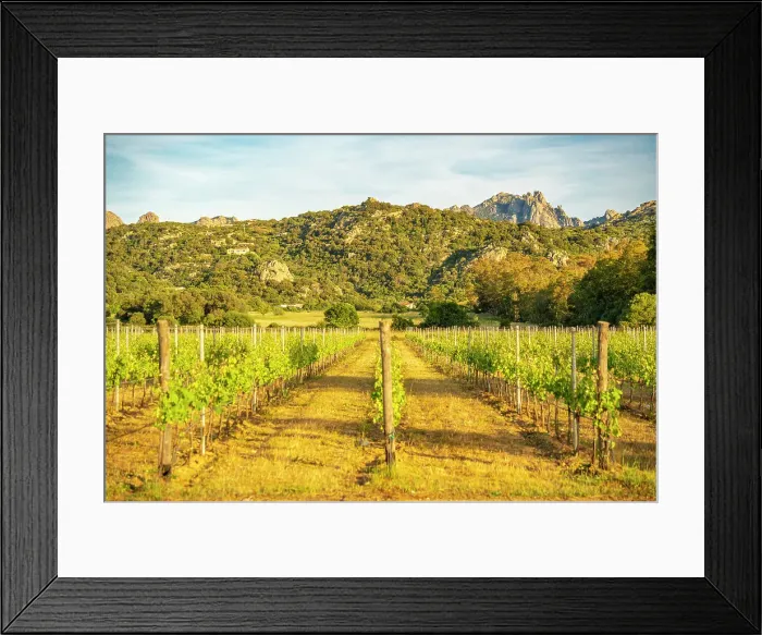 Framed Print : View of vineyard and mountainous background near Arzachena, Sardinia, Italy, Mediterranean, Europe Framed Print : View of vineyard and mountainous background near Arzachena, Sardinia, Italy, Mediterranean, Europe