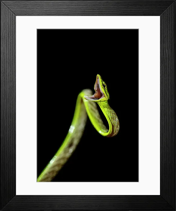 Framed Print : Vine Snake, Mashpi Lodge, Reserva Mashpi Amagusa, Pichincha, Ecuador, South America Framed Print : Vine Snake, Mashpi Lodge, Reserva Mashpi Amagusa, Pichincha, Ecuador, South America