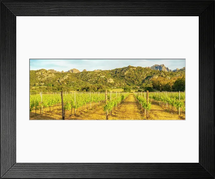 Framed Print : View of vineyard and mountainous background near Arzachena, Sardinia, Italy, Mediterranean, Europe Framed Print : View of vineyard and mountainous background near Arzachena, Sardinia, Italy, Mediterranean, Europe