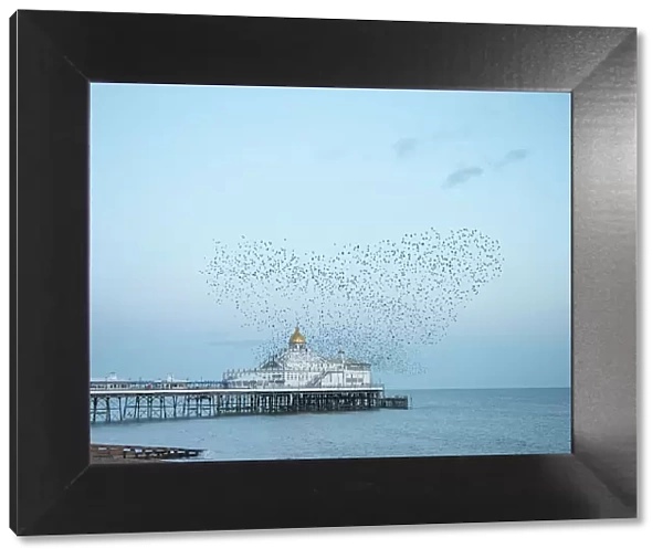 Starling murmuration, The Pier, Eastbourne, East Sussex, England, United Kingdom, Europe