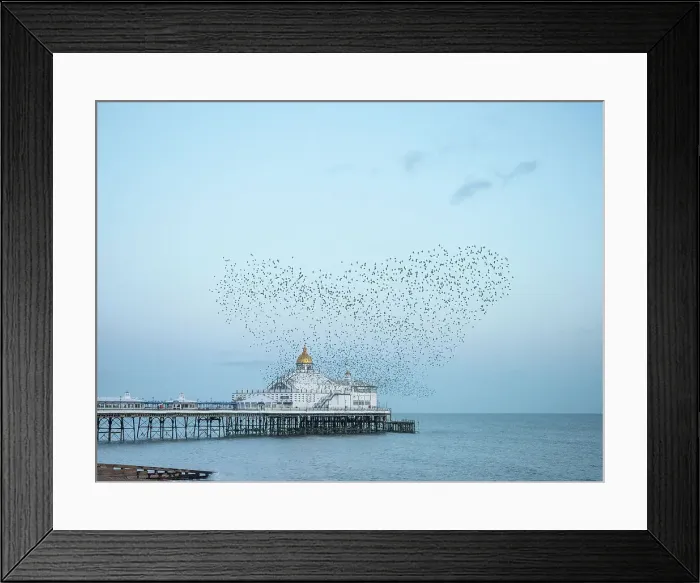 Framed Print : Starling murmuration, The Pier, Eastbourne, East Sussex, England, United Kingdom, Europe Framed Print : Starling murmuration, The Pier, Eastbourne, East Sussex, England, United Kingdom, Europe