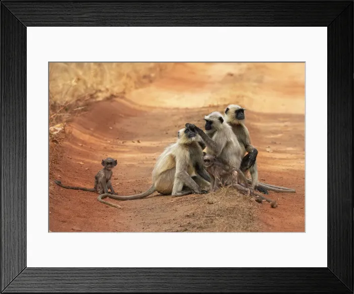 Framed Print : Common Langur (Semnopithecus Entellus), Bandhavgarh National Park, Madhya Pradesh, India, Asia Framed Print : Common Langur (Semnopithecus Entellus), Bandhavgarh National Park, Madhya Pradesh, India, Asia