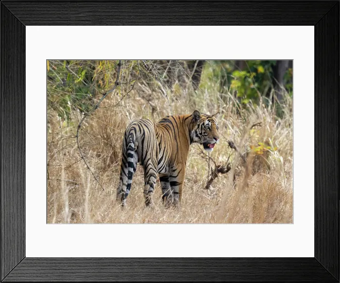 Framed Print : Bengal tiger (Panthera Tigris), Bandhavgarh National Park, Madhya Pradesh, India, Asia Framed Print : Bengal tiger (Panthera Tigris), Bandhavgarh National Park, Madhya Pradesh, India, Asia