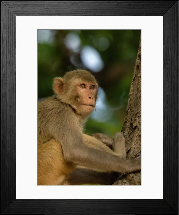 Framed Print : Rhesus macaque (Macaca mulatta), Bandhavgarh National Park, Madhya Pradesh, India, Asia Framed Print : Rhesus macaque (Macaca mulatta), Bandhavgarh National Park, Madhya Pradesh, India, Asia