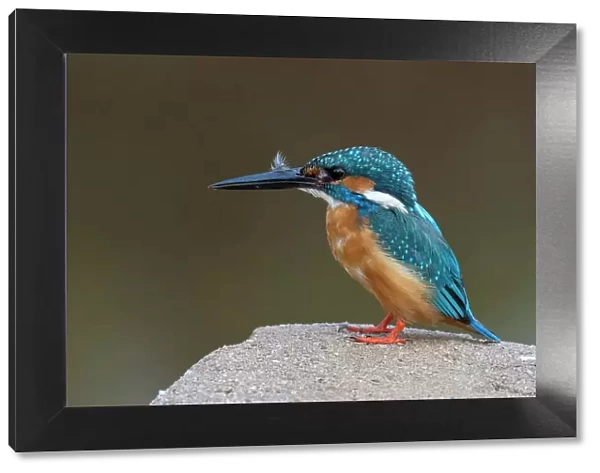 Kingfisher, Bandhavgarh National Park, Madhya Pradesh, India, Asia