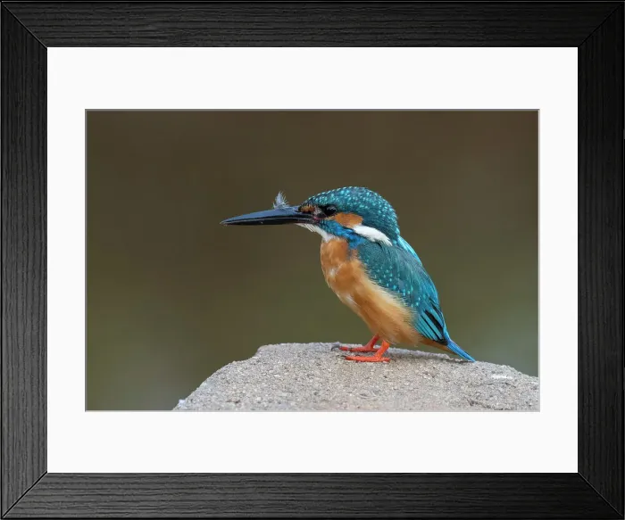 Framed Print : Kingfisher, Bandhavgarh National Park, Madhya Pradesh, India, Asia Framed Print : Kingfisher, Bandhavgarh National Park, Madhya Pradesh, India, Asia