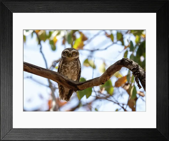 Framed Print : Spotted Owlet (Athene brama), Bandhavgarh National Park, Madhya Pradesh, India, Asia Framed Print : Spotted Owlet (Athene brama), Bandhavgarh National Park, Madhya Pradesh, India, Asia