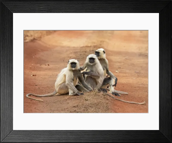 Framed Print : Common Langur (Semnopithecus Entellus), Bandhavgarh National Park, Madhya Pradesh, India, Asia Framed Print : Common Langur (Semnopithecus Entellus), Bandhavgarh National Park, Madhya Pradesh, India, Asia