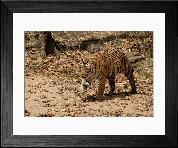 Framed Print : Bengal tiger (Panthera Tigris), Bandhavgarh National Park, Madhya Pradesh, India, Asia Framed Print : Bengal tiger (Panthera Tigris), Bandhavgarh National Park, Madhya Pradesh, India, Asia