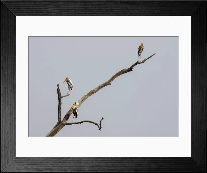 Framed Print : Painted Stork (Mycteria leucocephala), Bandhavgarh National Park, Madhya Pradesh, India, Asia Framed Print : Painted Stork (Mycteria leucocephala), Bandhavgarh National Park, Madhya Pradesh, India, Asia