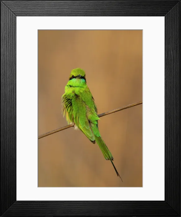 Framed Print : Green Bee-Eater (Merops orientalis), Bandhavgarh National Park, Madhya Pradesh, India, Asia Framed Print : Green Bee-Eater (Merops orientalis), Bandhavgarh National Park, Madhya Pradesh, India, Asia