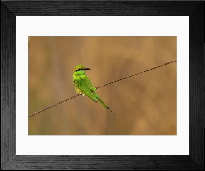 Framed Print : Green Bee-Eater (Merops orientalis), Bandhavgarh National Park, Madhya Pradesh, India, Asia Framed Print : Green Bee-Eater (Merops orientalis), Bandhavgarh National Park, Madhya Pradesh, India, Asia