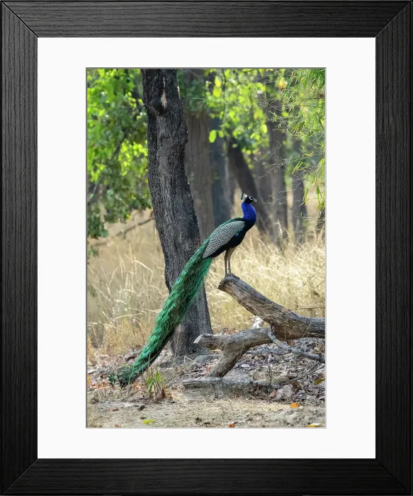 Framed Print : Indian Peafowl (Pavo cristatus), Bandhavgarh National Park, Madhya Pradesh, India, Asia Framed Print : Indian Peafowl (Pavo cristatus), Bandhavgarh National Park, Madhya Pradesh, India, Asia