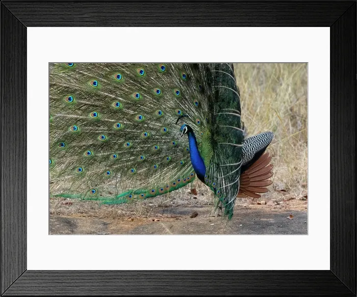 Framed Print : Indian Peafowl (Pavo cristatus) displaying, Bandhavgarh National Park, Madhya Pradesh, India, Asia Framed Print : Indian Peafowl (Pavo cristatus) displaying, Bandhavgarh National Park, Madhya Pradesh, India, Asia