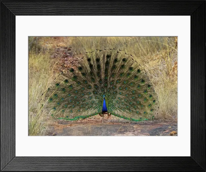 Framed Print : Indian Peafowl (Pavo cristatus) displaying, Bandhavgarh National Park, Madhya Pradesh, India, Asia Framed Print : Indian Peafowl (Pavo cristatus) displaying, Bandhavgarh National Park, Madhya Pradesh, India, Asia
