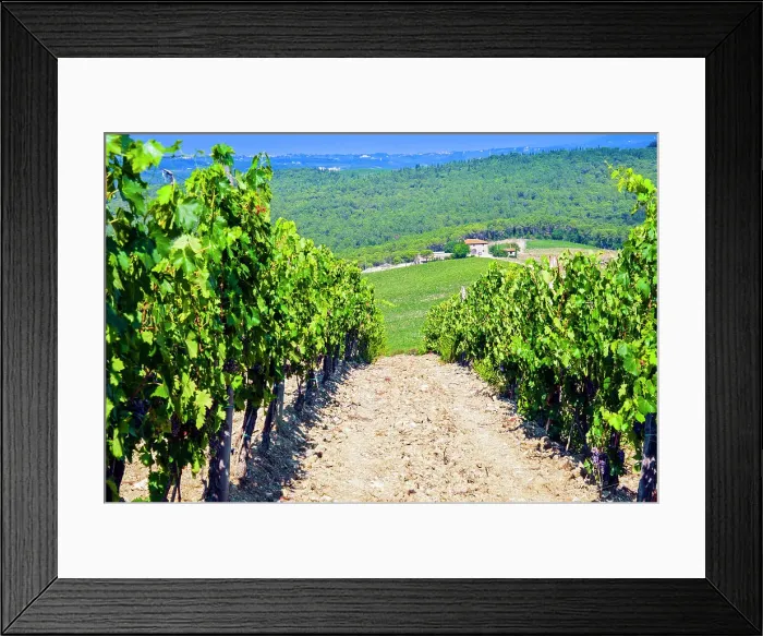 Framed Print : Vineyard, Strada in Chianti, Tuscany, Italy, Europe Framed Print : Vineyard, Strada in Chianti, Tuscany, Italy, Europe