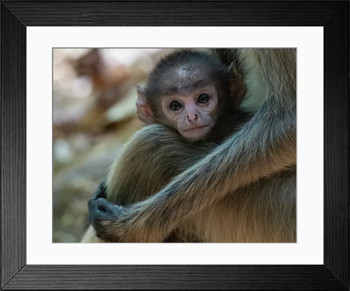 Framed Print : Common Langur (Semnopithecus Entellus), Bandhavgarh National Park, Madhya Pradesh, India, Asia Framed Print : Common Langur (Semnopithecus Entellus), Bandhavgarh National Park, Madhya Pradesh, India, Asia
