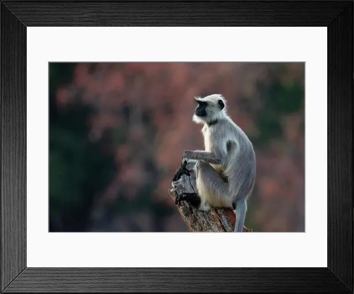 Framed Print : Common Langur (Semnopithecus Entellus), Bandhavgarh National Park, Madhya Pradesh, India, Asia Framed Print : Common Langur (Semnopithecus Entellus), Bandhavgarh National Park, Madhya Pradesh, India, Asia