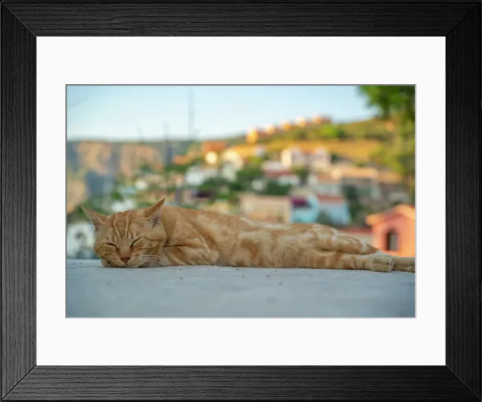Framed Print : Cat dozing in Assos in golden hour, Assos, Kefalonia, Ionian Islands, Greek Islands, Greece, Europe Framed Print : Cat dozing in Assos in golden hour, Assos, Kefalonia, Ionian Islands, Greek Islands, Greece, Europe