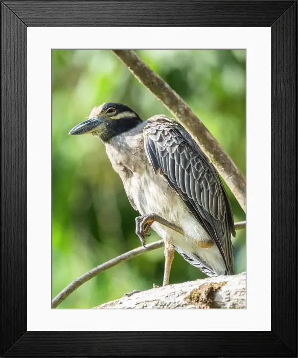 Framed Print : An adult yellow-crowned night heron (Nyctanassa violacea) along the shoreline at Playa Blanca, Costa Rica, Central America Framed Print : An adult yellow-crowned night heron (Nyctanassa violacea) along the shoreline at Playa Blanca, Costa Rica, Central America