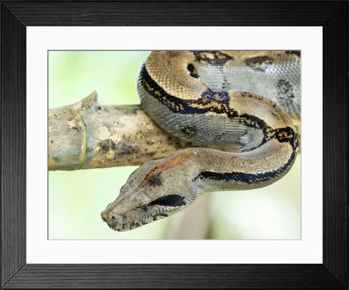 Framed Print : An adult Central American boa (Boa imperator) during the day, Caletas, Costa Rica, Central America Framed Print : An adult Central American boa (Boa imperator) during the day, Caletas, Costa Rica, Central America