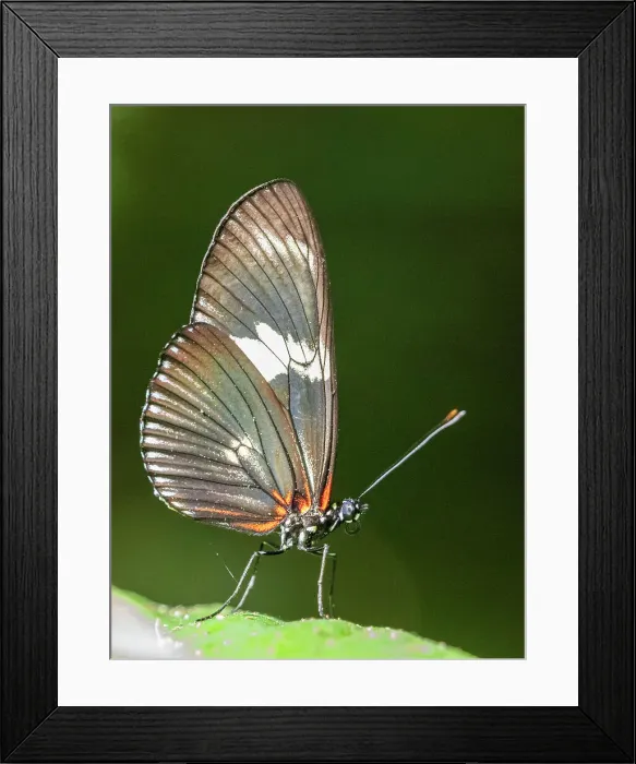 Framed Print : An adult doris longwing butterfly (Heliconius doris) perched in a tree at Playa Blanca, Costa Rica, Central America Framed Print : An adult doris longwing butterfly (Heliconius doris) perched in a tree at Playa Blanca, Costa Rica, Central America