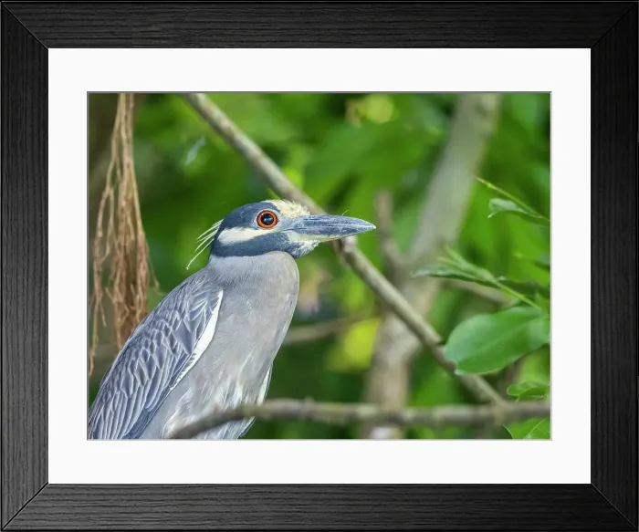 Framed Print : An adult yellow-crowned night heron (Nyctanassa violacea), along the shoreline at Playa Blanca, Costa Rica, Central America Framed Print : An adult yellow-crowned night heron (Nyctanassa violacea), along the shoreline at Playa Blanca, Costa Rica, Central America