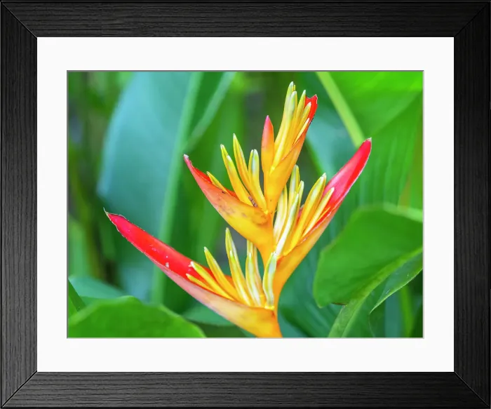 Framed Print : A parrot's beak heliconia (Heliconia psittacorum) growing in the rainforest at Playa Blanca, Costa Rica, Central America