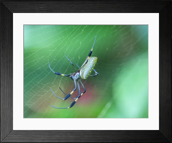 Framed Print : An adult golden silk spider (Trichonephila clavipes) in its web, Caletas, Costa Rica, Central America Framed Print : An adult golden silk spider (Trichonephila clavipes) in its web, Caletas, Costa Rica, Central America