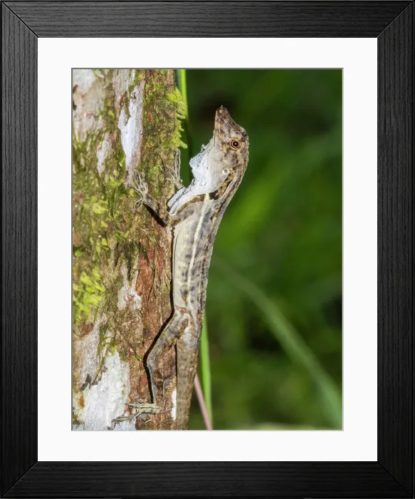 Framed Print : An adult border anole (Anolis limifrons) shedding its skin in a tree at Playa Blanca, Costa Rica, Central America Framed Print : An adult border anole (Anolis limifrons) shedding its skin in a tree at Playa Blanca, Costa Rica, Central America