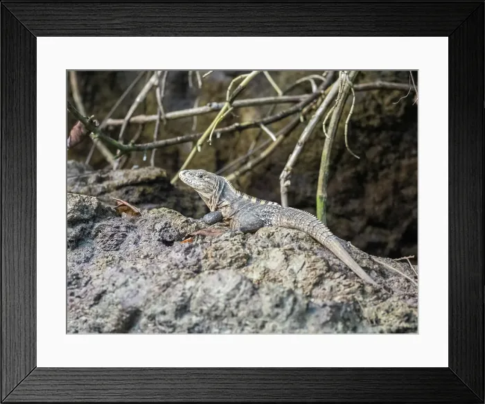 Framed Print : An adult black spiny-tailed iguana (Ctenosaura similis) basking in the sun, Caletas, Costa Rica, Central America Framed Print : An adult black spiny-tailed iguana (Ctenosaura similis) basking in the sun, Caletas, Costa Rica, Central America